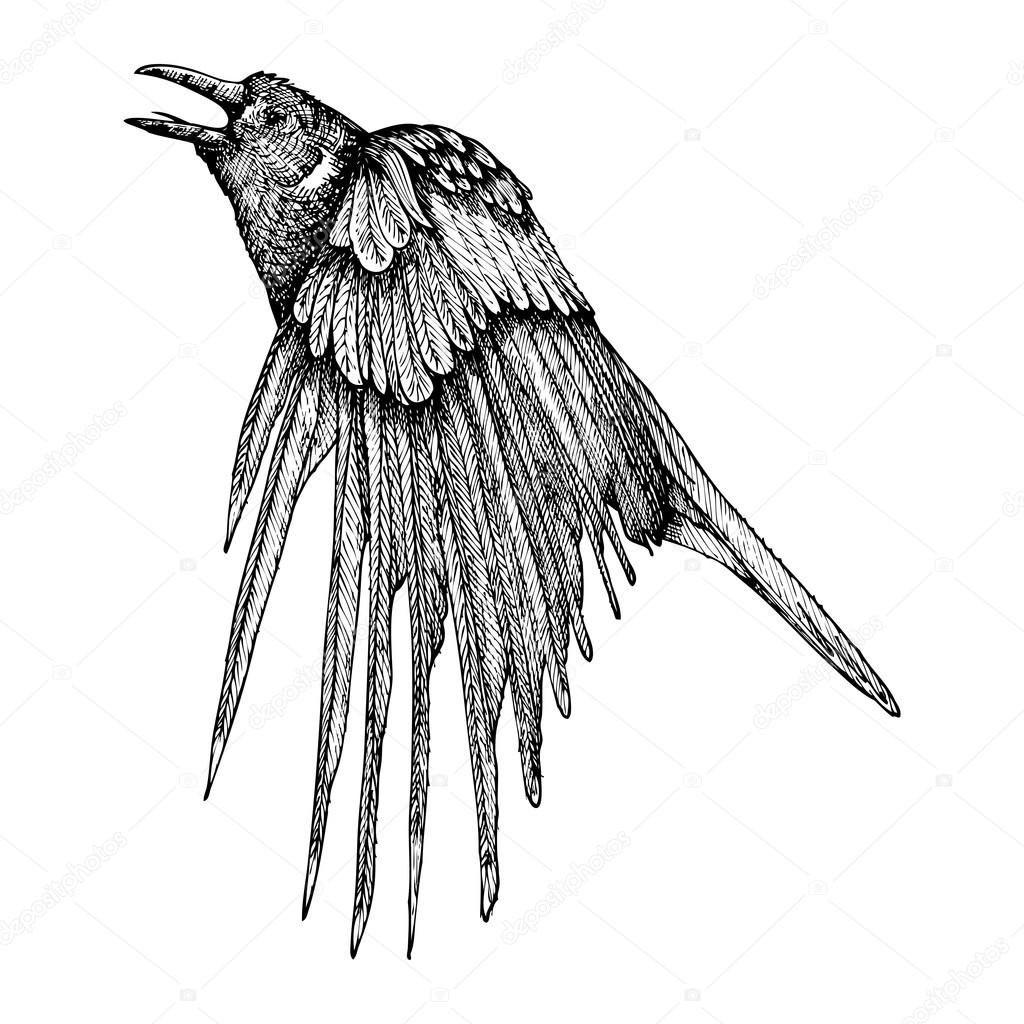 Stylized hand drawing crow sketch