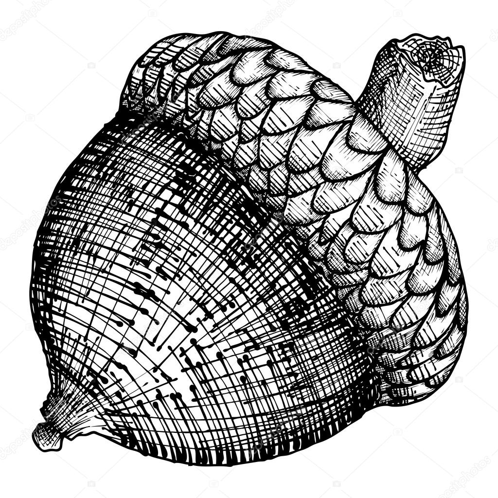 Hand drawing acorn sketch