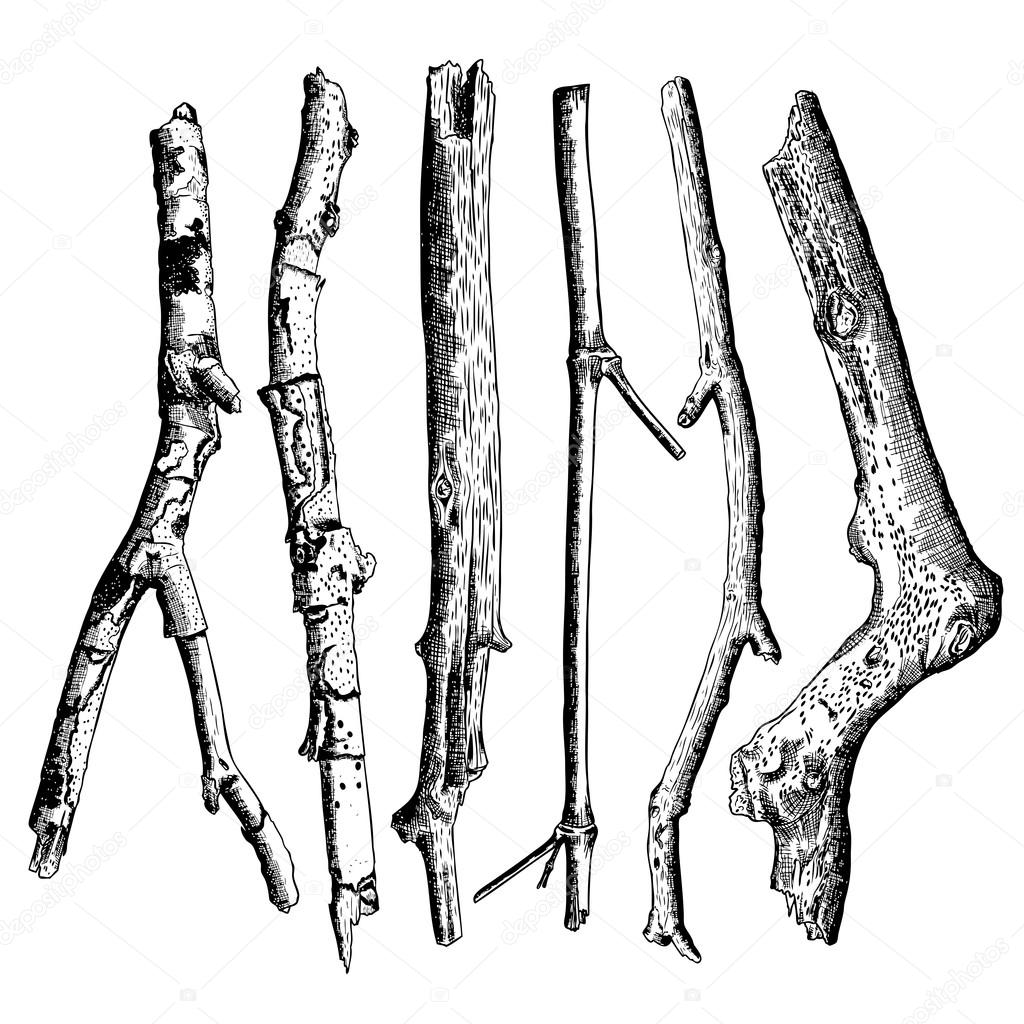 Set of wood twigs sketches
