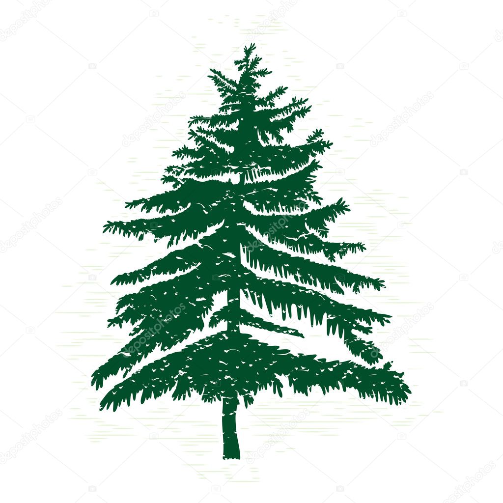 Hand drawn textured fir tree 