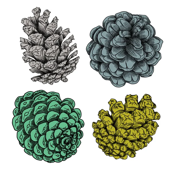 소나무 콘 스케치의 집합 — 스톡 사진