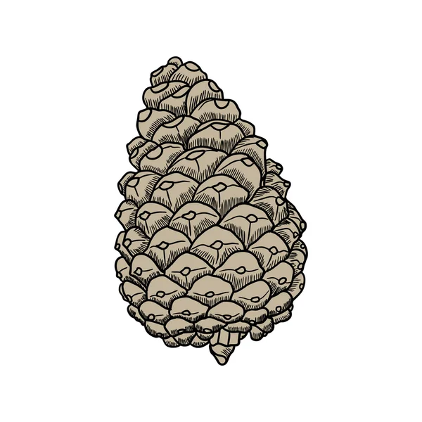 Conifer cone hand drawn sketch — Stock Photo, Image