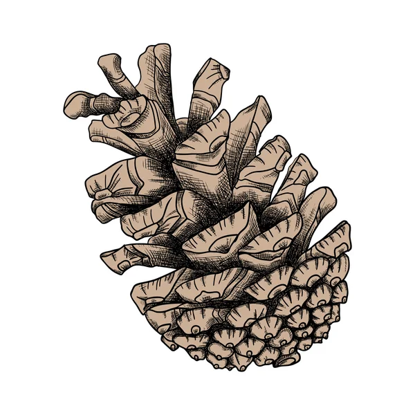 Conífera cone desenhado à mão esboço — Fotografia de Stock