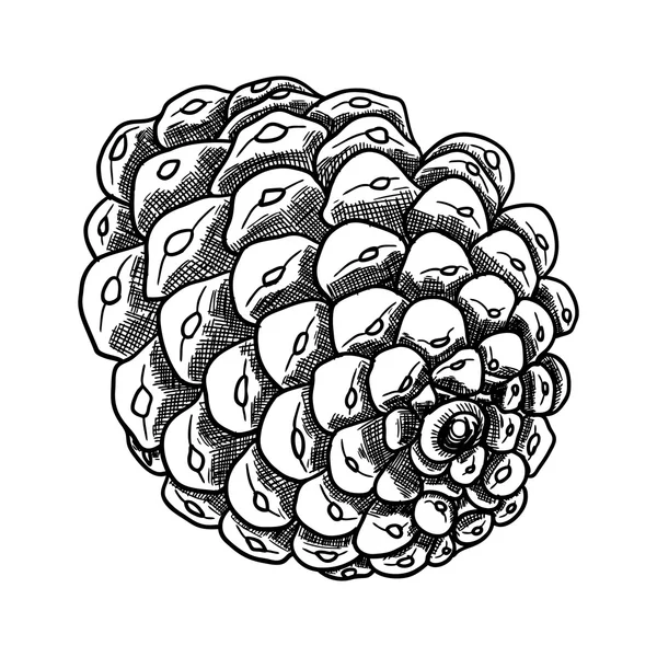 Conifer cone hand drawn sketch Stock Image