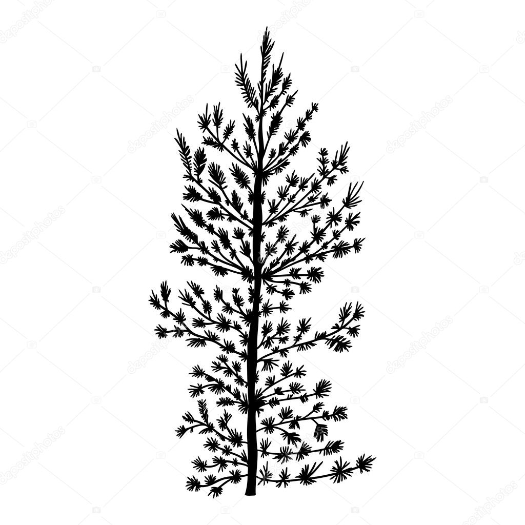 Hand drawn textured fir tree