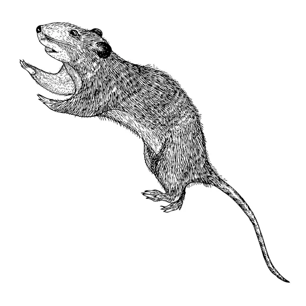 Rat hand getrokken schets — Stockvector