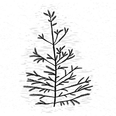 Elle çizilmiş dokulu köknar ağacı