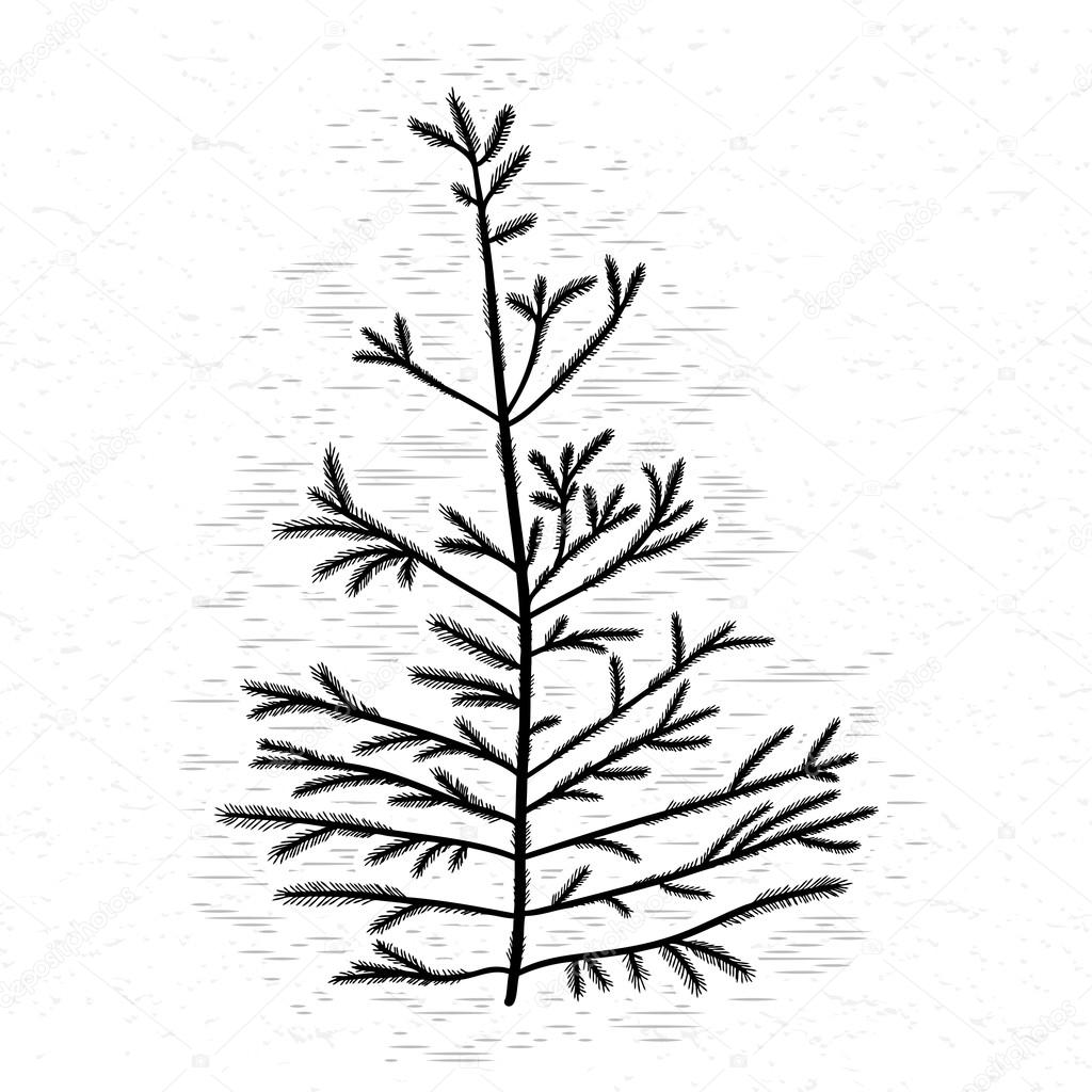 Hand drawn textured fir tree