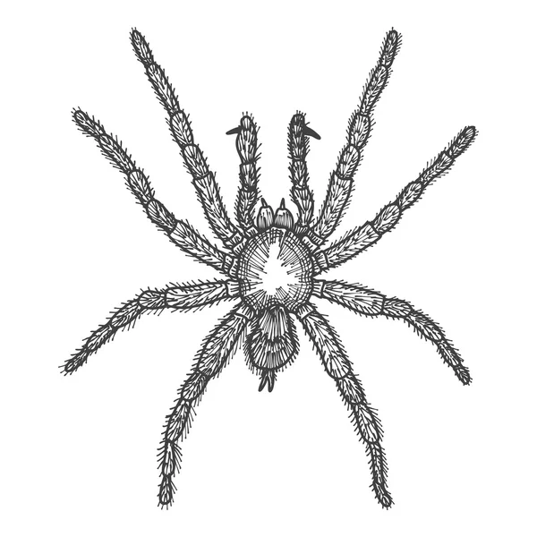 Spider hand drawn sketch, — Stock Vector