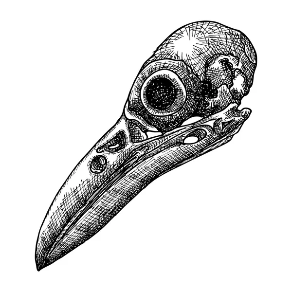 鳥の頭蓋骨のスケッチ — ストックベクタ