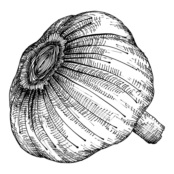 Hand drawing head of garlic — Stock Photo, Image