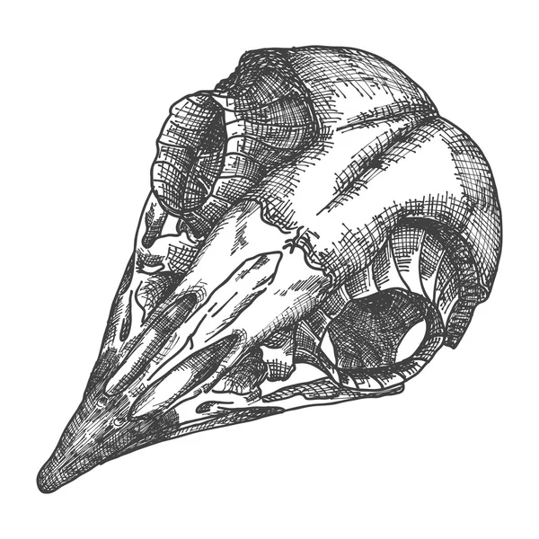 Эскиз черепа птицы — стоковое фото