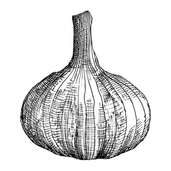 Ruční kreslicí hlavu česneku — Stockový vektor