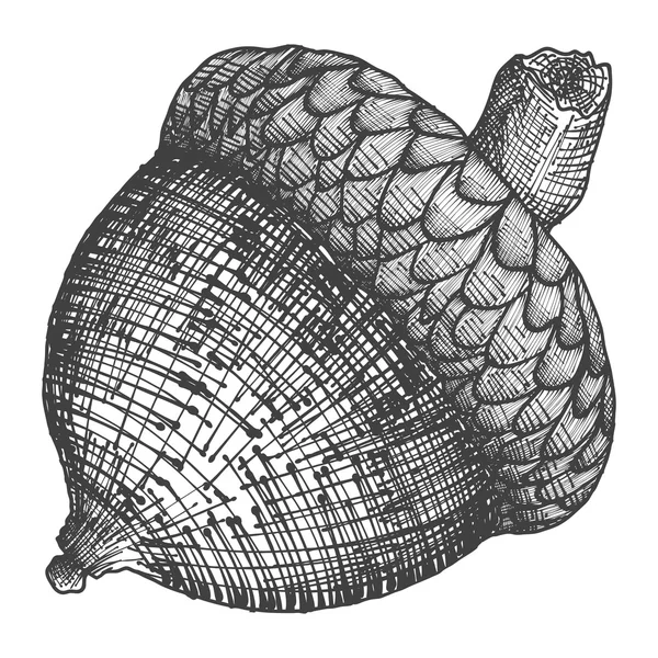 Acorn croquis dessiné à la main — Image vectorielle