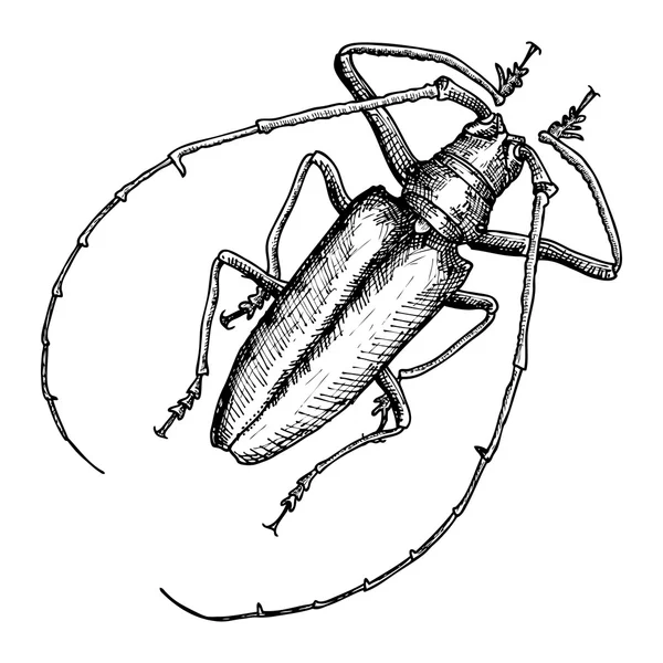 Handgezeichneter Käfer — Stockvektor