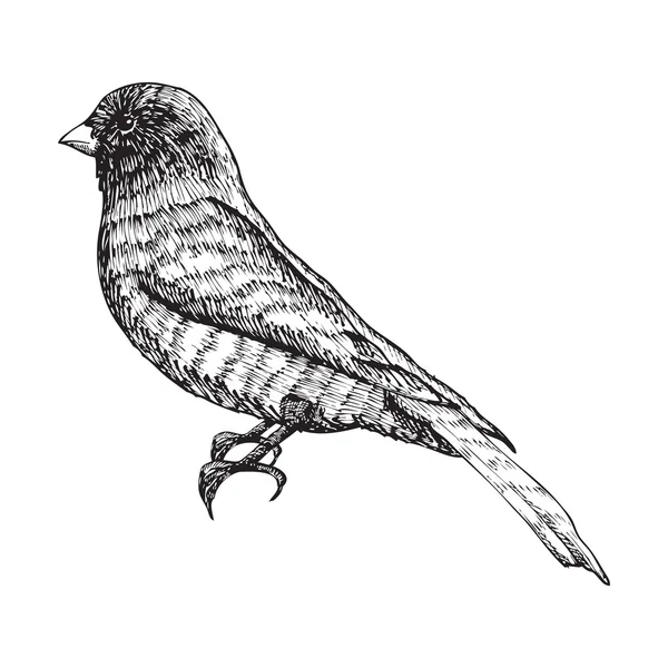 Vogel inkt lijntekening — Stockvector