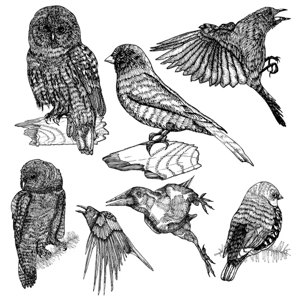 Zbiór szkiców ptaków — Wektor stockowy