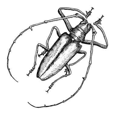 Elle çizilmiş böceği kroki