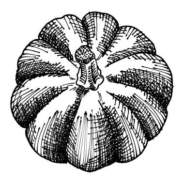 El çizim kabak kroki