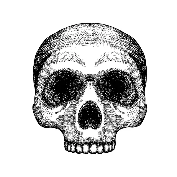 İnsan kafatası sketc — Stok fotoğraf