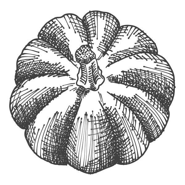 Эскиз тыквы вручную — стоковое фото