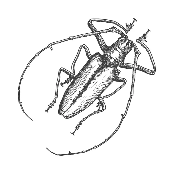 Ескіз намальованого жука вручну — стокове фото