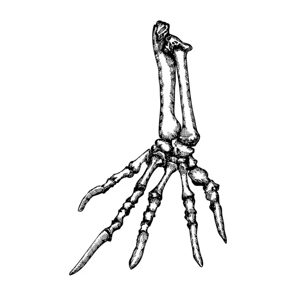 手绘的蜥蜴骨骼 — 图库照片