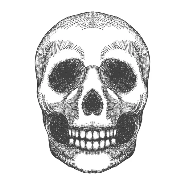 Human skull sketc — Stockfoto