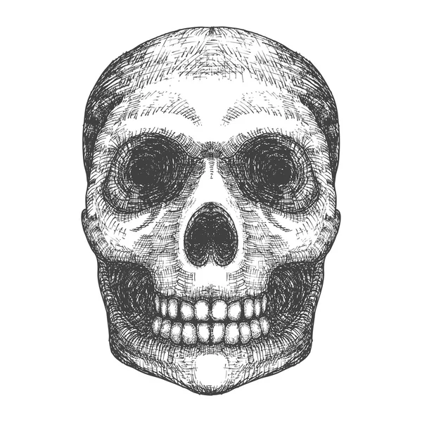 Menselijke schedel sketc — Stockfoto