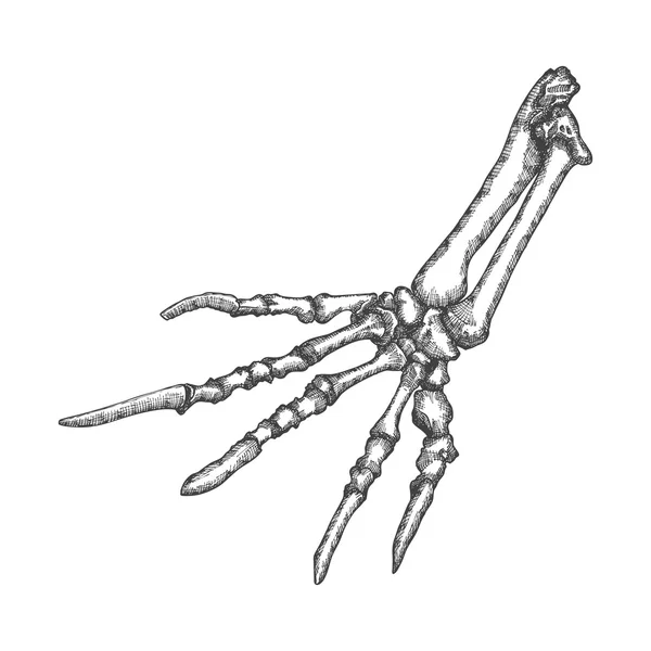 Kertenkele kemikleri el kroki — Stok fotoğraf