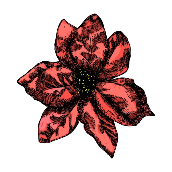 Holly flor decoração — Vetor de Stock