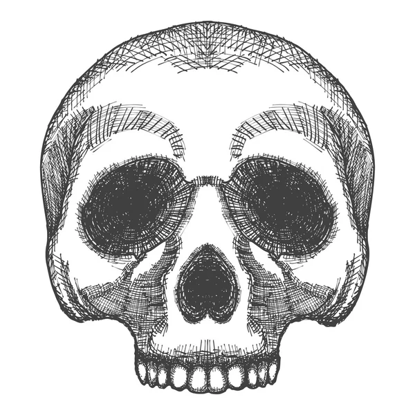 Human skull sketc — Διανυσματικό Αρχείο