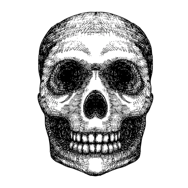 Crâne humain sketc — Image vectorielle
