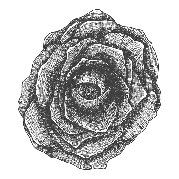Handgezeichnete Skizze einer schwarzen Rose — Stockvektor