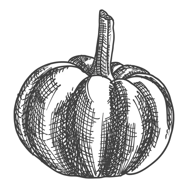 Hand drawing pumpkin sketch — ストックベクタ