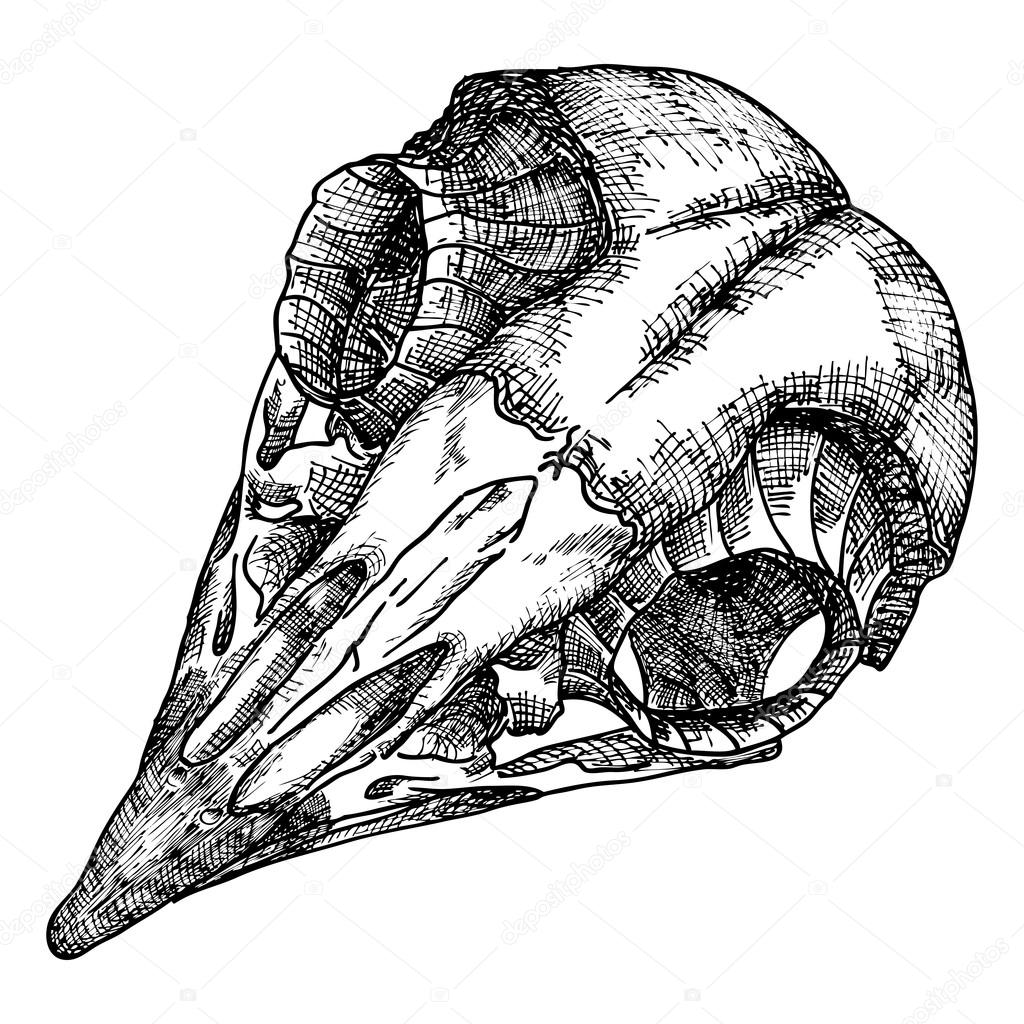 Bird's skull sketch