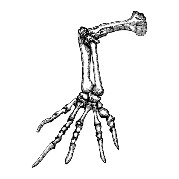 Lizard bones of the hand sketch — Stock vektor