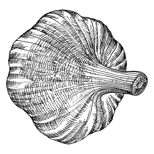 Head of garlic sketch — Φωτογραφία Αρχείου