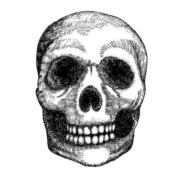 Human skull sketc — Stockfoto