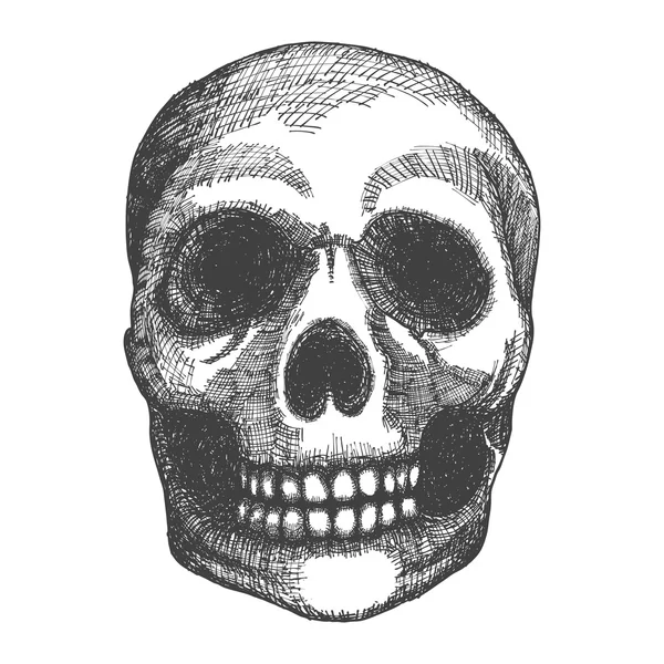 Human skull sketc — Stockfoto