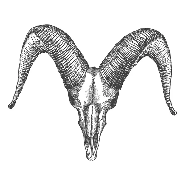 山羊颅骨手绘 — 图库照片