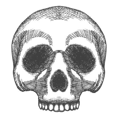 İnsan kafatası sketc