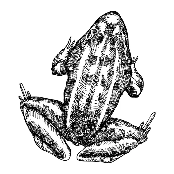 Frog stylized drawing — Stock vektor