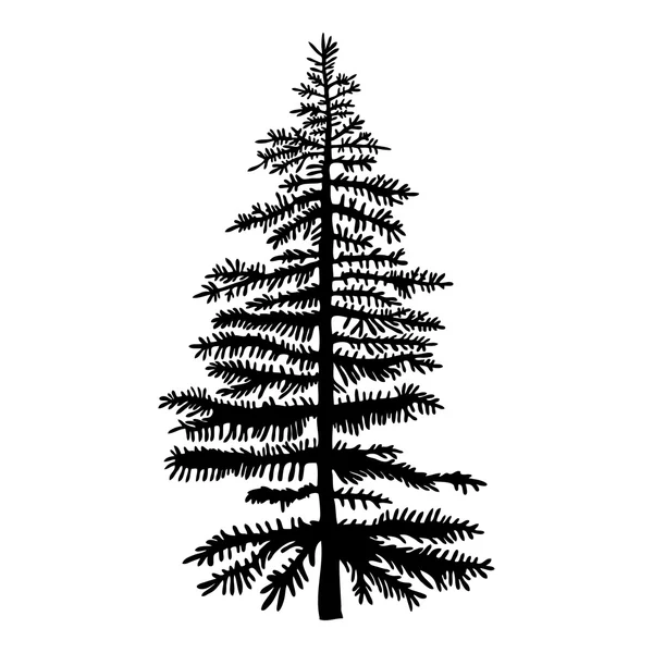 Pine tree isolated on white background — Stock Image Pine tree isolated on white background Royalty Free Stock Photos