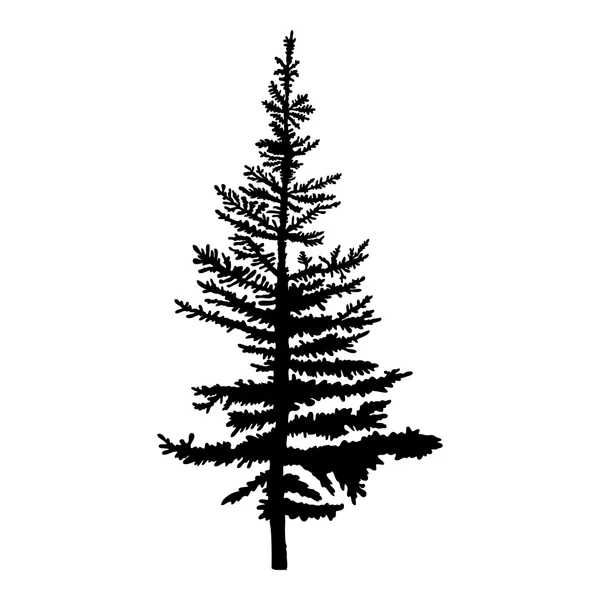 Pine tree isolated on white background Royalty Free Stock Images