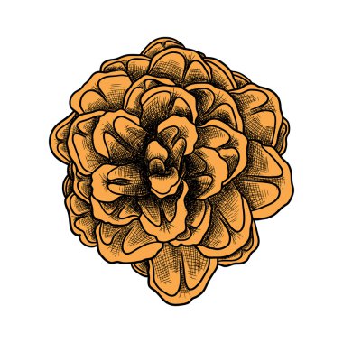 Elle çizilmiş çam koni kroki