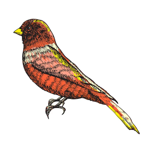 Rysowanie linii atramentu ptak — Wektor stockowy