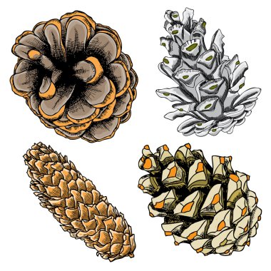 Elle çizilmiş çam kozalakları kümesi