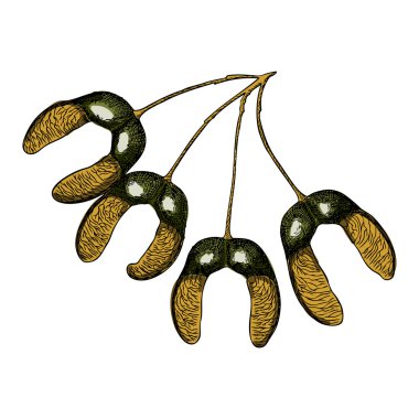 Elle çizilmiş rustik akçaağaç tohumu