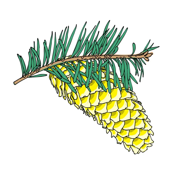 Desenho de cone de pinheiro desenhado à mão — Fotografia de Stock